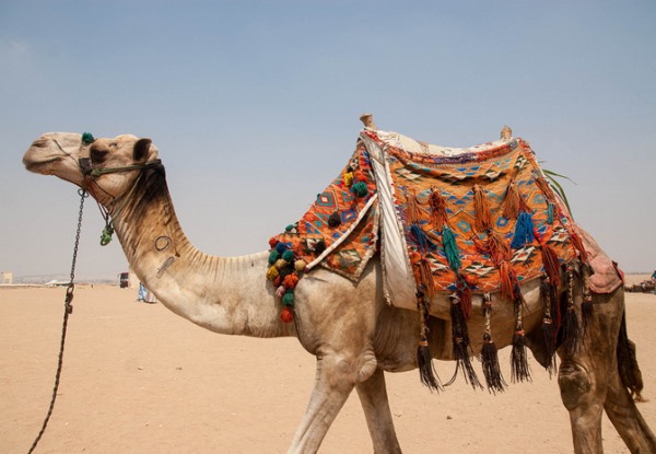 Катание на верблюдах в Египте, советы и подробности » Активный отдых,  экстремальный спорт, приключенческий туризм и экстрим